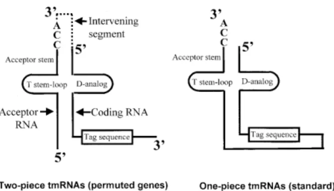 Figure 1. Structural relationship between one-piece and two-piece tmRNAs. In the two-piece tmRNA the structure contains two distinct RNA molecules, the acceptor RNA and the coding RNA (14); the processed portion of the precursor is denoted by dotted lines.