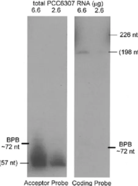 Figure 3. Determination of the acceptor piece 5′ end. Primer extension in the presence, but not absence, of total PCC6307 RNA produced a product that maps the 5′ end of tmRNA acceptor piece RNA to the adenosine highlighted in the gene sequence at right.