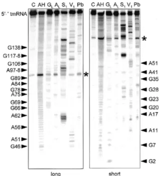 Figure 5. Structural probing of the 5′ half of a two-piece tmRNA precursor transcript