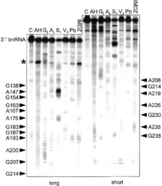 Figure 6. Structural probing of the 3′ half. Autoradiogram of cleavage products of 3′-labeled RNA with indications as in Figure 5.