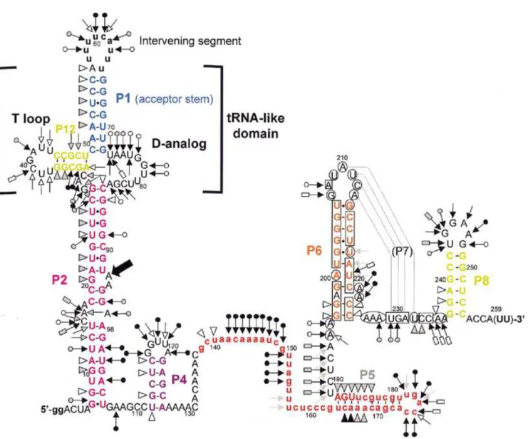 Figure 7. Secondary structure model of the P.marinus MED4 pre-tmRNA, based on probing and phylogenetic data, showing the probing results