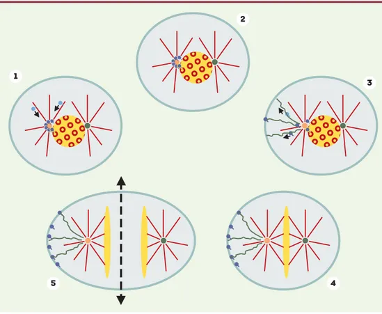 Figure 1. Ségrégation asymétrique d’ARNm impliqués dans la mise en place de l’axe antéro-postérieur