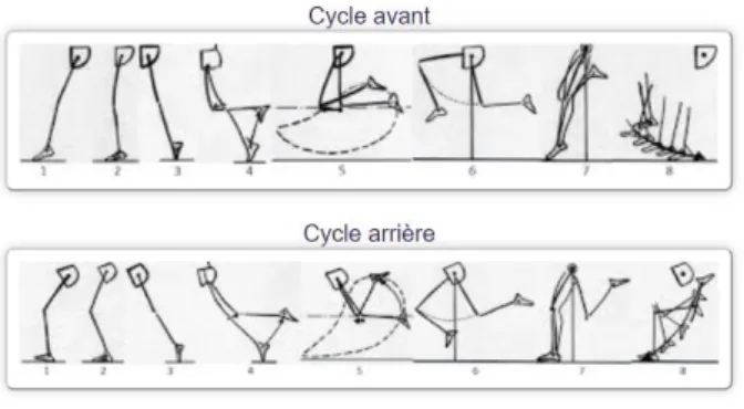 Abbildung  2.  L’education  athlétique:  Bildliche  Darstellung  des  in  Tabelle  1  erläuterten  Vorwärts-  und  Rück- Rück-wärtszyklus und deren Hauptunterschiede