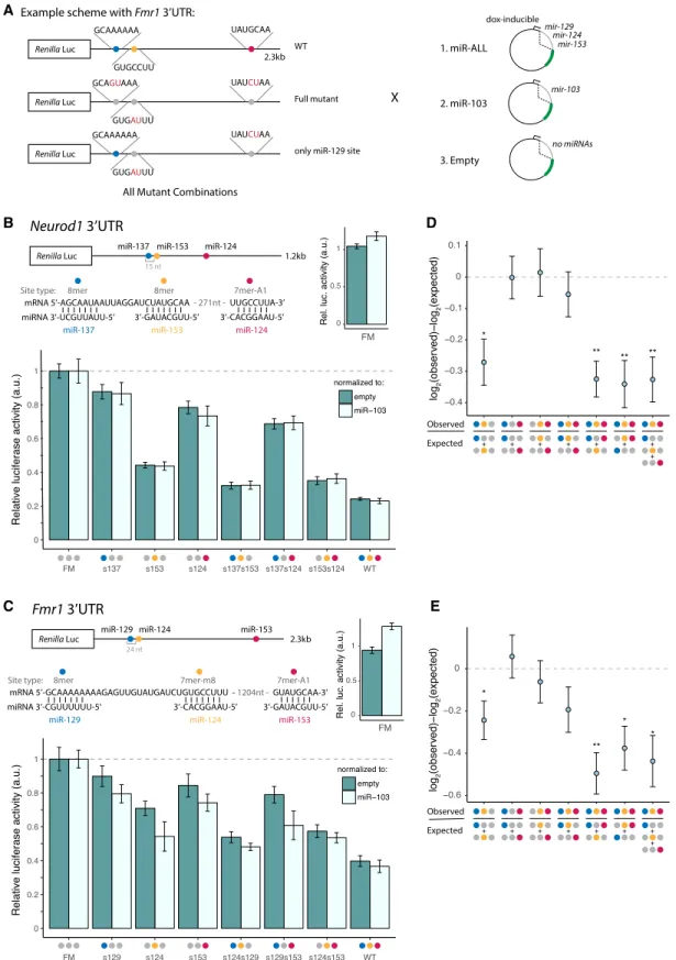 Figure 5. Brain cluster miRNAs collaborate to strongly repress Neurod1 and Fmr1. (A) Luciferase reporter designs (Fmr1 3 ′ UTR shown)