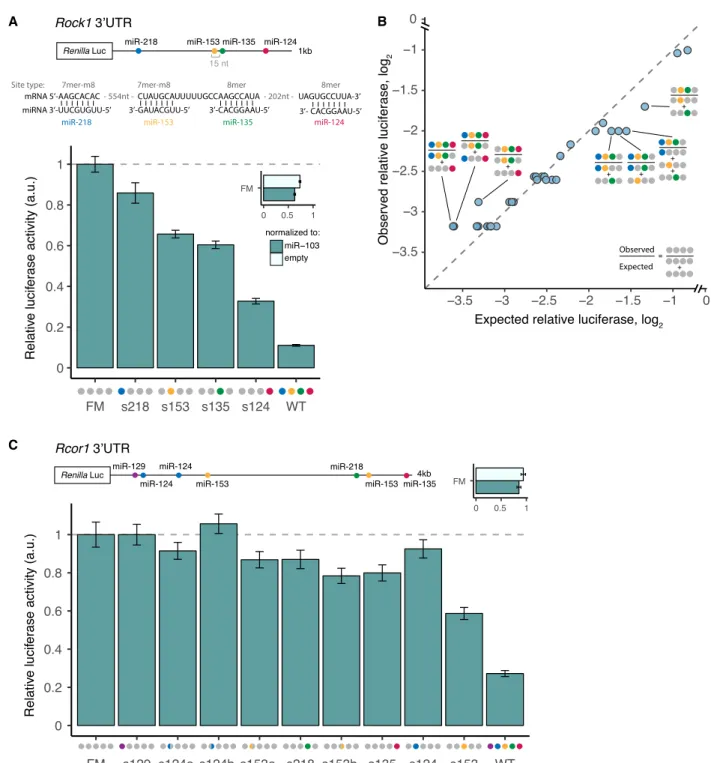 Figure 6. Strong and complex patterns of repression of Rock1 and Rcor1 3 ′ UTRs by brain cluster miRNAs