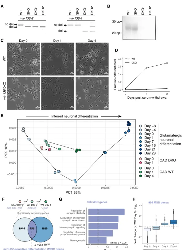 Figure 2. miR-138 is required for differentiation of CAD cells. (A) PCR of genomic DNA around the CRISPR-targeted sites of the two murine mir-138 loci, confirming deletion of both loci