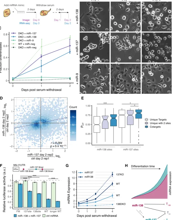 Figure 3. Both miR-138 and cotargeting partner miR-137 can rescue the neurite growth phenotype of mir-138 DKO cells