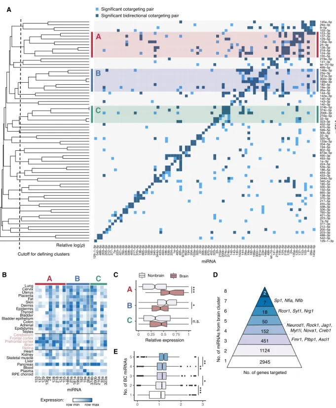 Figure 4. Patterns of cotargeting among pairs and groups of miRNAs. (A) Pairwise cotargeting relationships for 78 conserved miRNA families, showing unidirectional (light blue) and bidirectional (dark blue) significant cotargeting relationships with the ref