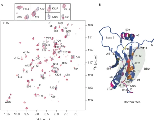 Fig 3 | DC27 binds to D-Cter SmpB region BR2. (A) Overlay of the 1 H– 15 N HSQC spectra of D-Cter SmpB in the (1:1) [TLD60/D-Cter SmpB] complex (blue) and in the (1:1:8) [TLD60/D-Cter SmpB/DC27] complex (red)