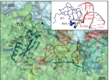 Fig 4 | Model of the decoding centre–SmpB interaction within the ribosome. 50S and 30S subunit surfaces from a Thermus thermophilus ribosome are shown in cyan and pale green, respectively; E-site and P-site tRNAs in red and orange; mRNA in blue; TLD in gre
