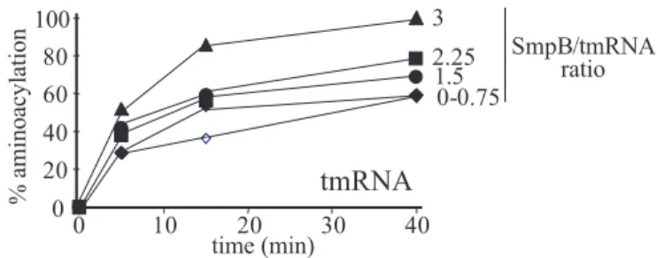 Figure 7. Aminoacylation plateau levels of full-length tmRNA with increasing amounts of SmpB