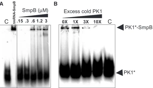 Figure 8. Native gel retardation assay between labeled pK1 and purified SmpB-His from A.aeolicus