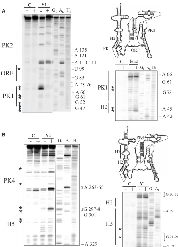 Figure 3. SmpB modifies the conformation or interacts with domains outside the tRNA-like domain