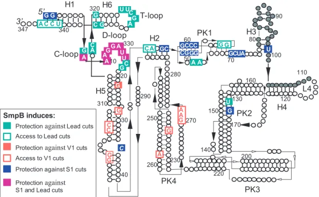 Figure 4. Mapping the structural changes induced by SmpB on tmRNA from A.aeolicus. Colored symbols were used and their meaning is detailed in the inset.
