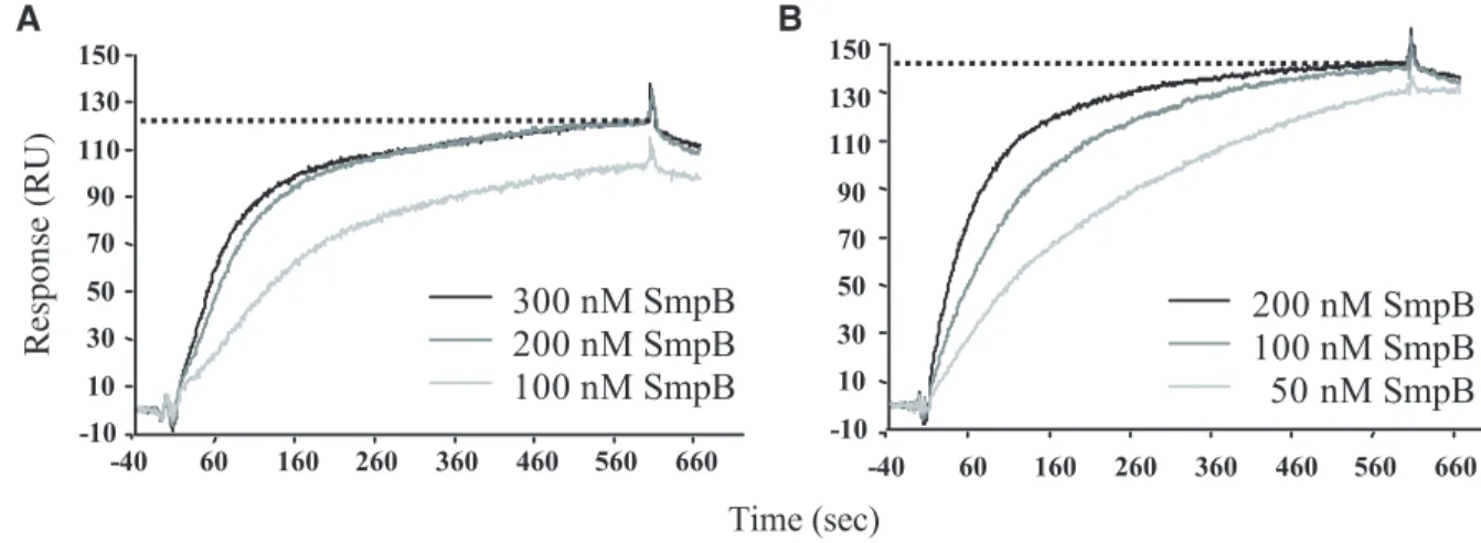 Figure 6. Determination of the stoichiometry between SmpB and tmRNA by SPR. The sensorgrams of SmpB binding to either tmRNAD (A) or tmRNA (B) were obtained by the injection of increasing amount of SmpB to the flow cell immobilized with either poly(A)-tmRNA