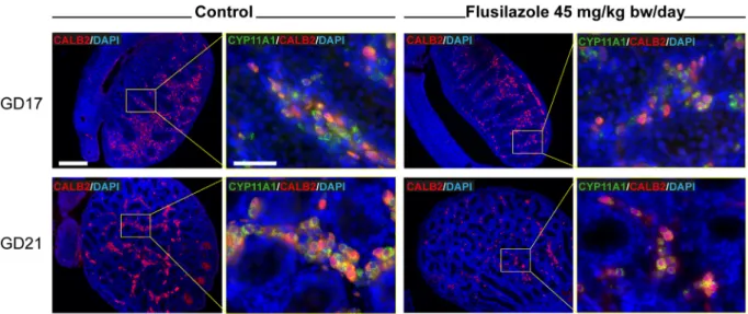 Fig. 4. Protein expression proﬁling of CALB2 in rat fetal testis at GD17 and GD21. Flusilazole-exposed testes were stained with CALB2 and CYP11A1 antibodies and analyzed by ﬂuorescence microscopy