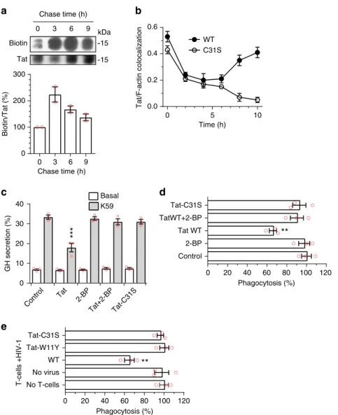 Fig. 4 Palmitoylation is a stable modi ﬁ cation that enables Tat accumulation at the plasma membrane and Tat-mediated inhibition of PI(4,5)P 2 -dependent membrane traf ﬁ c