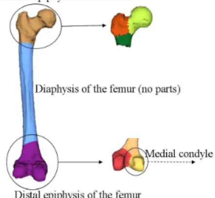 Figure 5 shows the use of the hierarchy information during the segmentation of the femur