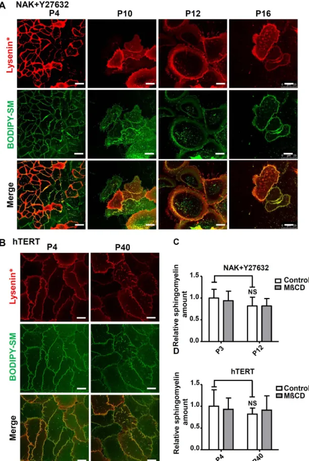 Fig. 9. SM-rich submicrometric lipid domains are preserved in Y27632-treated and in NhTERT immortalized keratinocytes: A