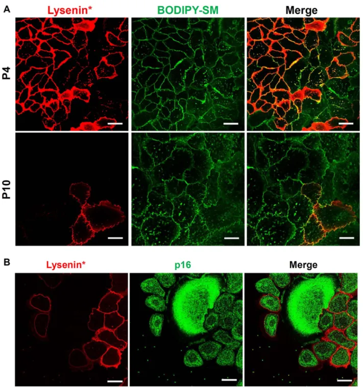 Fig. 5. SM-rich lipid domains become less frequent in keratinocyte membranes during replicative senescence: A