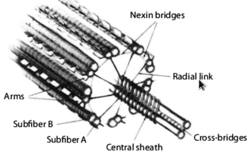 Figure  3-2:  This image shows the arrangement  of the  microtubuels  and nexin bridges with in the flagellum.(Image  reproduced  from  Mamalian  Sperm Motility[3])