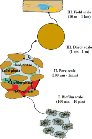 Figure 1.4 – Aspect multi-échelle des processus impliqués dans la modélisation du biofilm