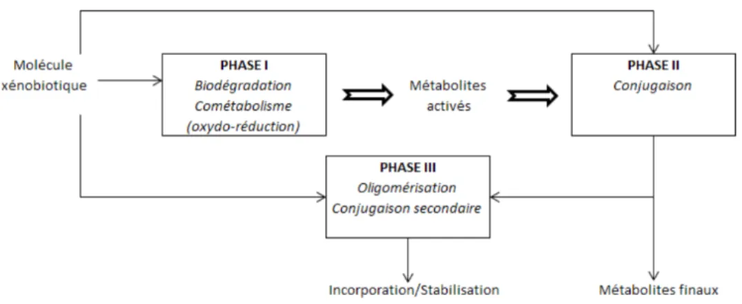 Figure 1.15 – Représentation schématique des différents voies de biodégradation des xé- xé-nobiotiques [18]