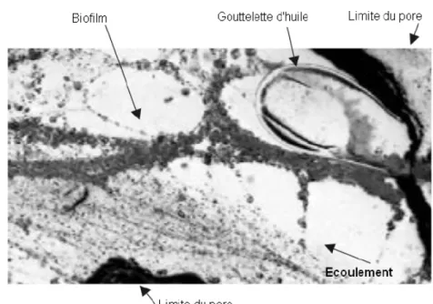 Figure 2.5 – Photographie au microscope illustrant le développement préférentiel du biofilm à la périphérie d’une gouttelette d’huile (Paulsen et al