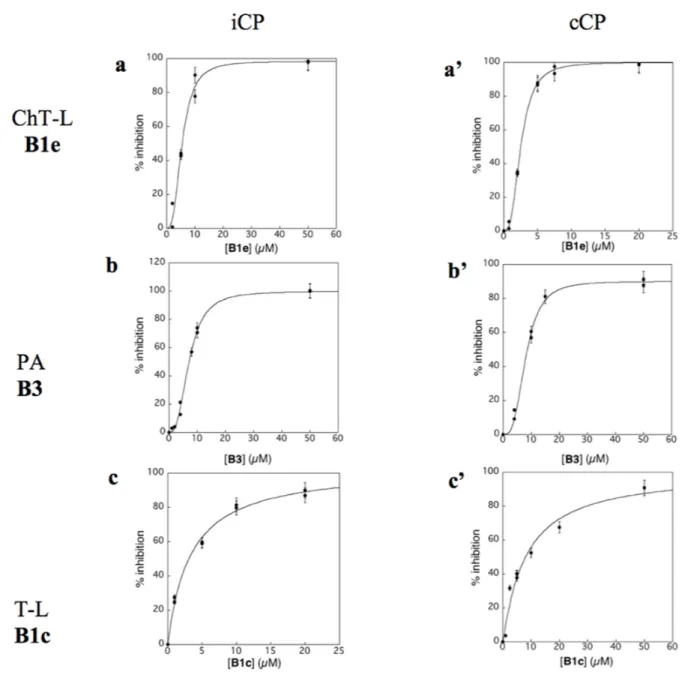 Figure 2: Inhibition profile of human iCP (a,b,c) and cCP (a’, b’, c’) by compounds B1e (a,a’), B3 (b,b’) and B1c (c,c’)  at pH 8.0 and 37°C
