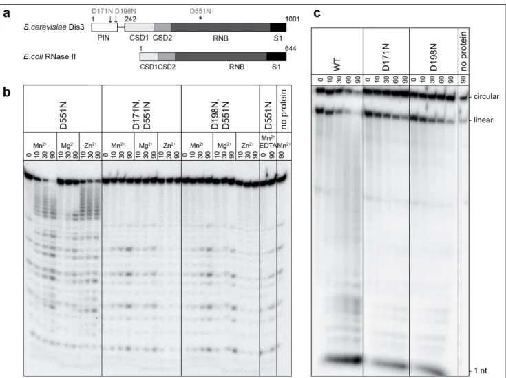 Figure 1 | Endonucleolytic activity of the Dis3 PIN domain in vitro. a, Domain organization and  amino-acid numbering of yeast Dis3 and  E
