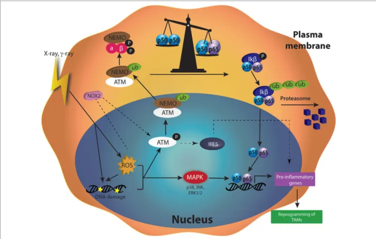 FiGURe 4 | Molecular mechanisms activated after moderated doses of irradiation in tumor-associated macrophages (TAMs)