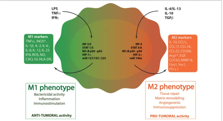 FiGURe 1 | Macrophage polarization. Through the binding to their respective receptors, M1 stimuli [lipopolysaccharide (LPS), tumor necrosis factor  α  (TNF α ), and  interferon  γ  (IFN γ )] trigger the activation of several transcription factors