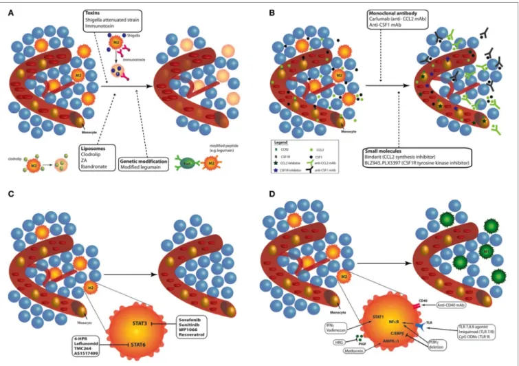 FiGURe 2 | Targeting tumor-associated macrophages (TAMs) with chemo- and immunotherapies