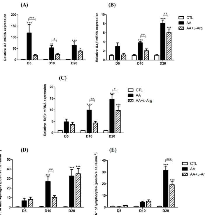 Fig 3. Effect of L-arginine supplementation on relative kidney expression of inflammatory cytokines; interleukin 6 (IL6), interleukin 1β (IL1β) and tumor necrosis factor α (TNFα) mRNA (2 -Δ ΔCT ) and on on interstitial infiltration of macrophages and lymph