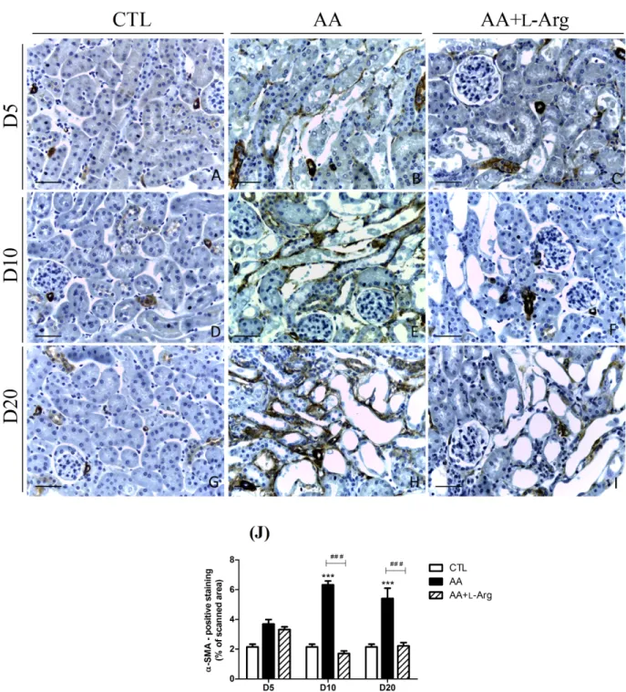 Fig 5. Effect of L-arginine supplementation on α-SMA expression at days 5, 10 and 20 in CTL, AA and AA+L-Arg mice.