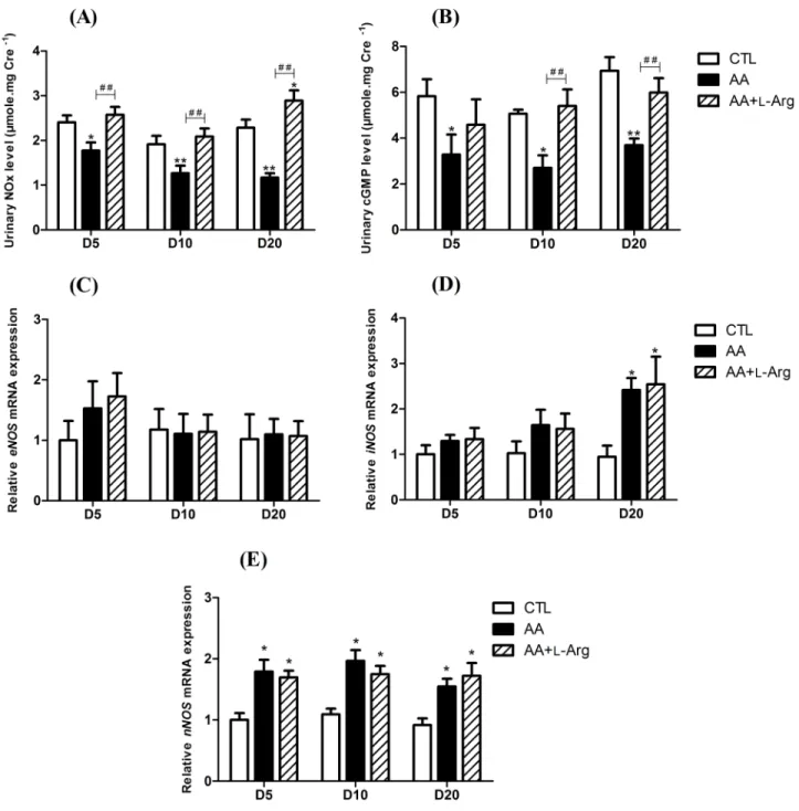 Fig 1. Urinary NOx and cGMP excretions at days 5, 10 and 20 in CTL, AA and AA+L-Arg mice and relative kidney expression of nitric oxide synthases mRNA (2 -Δ ΔCT ) at days 5, 10 and 20 in CTL, AA and AA+L-Arg mice