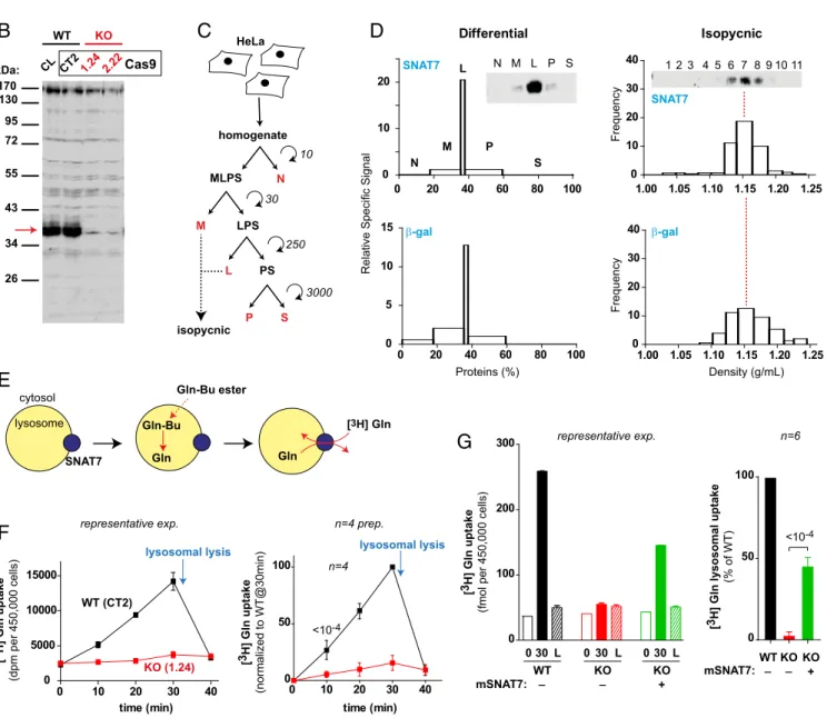 Fig. 2. SNAT7 is the major lysosomal transporter for glutamine and asparagine. (A) Genomic sequences of SNAT7 KO HeLa cell clones generated by the CRISPR/