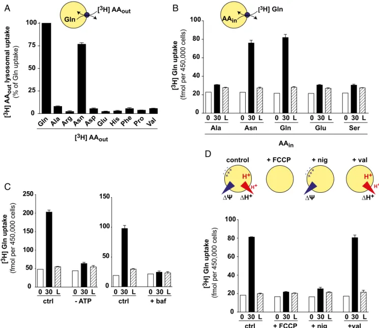 Fig. 3. Functional properties of SNAT7. (A) Substrate selectivity on the cytosolic side