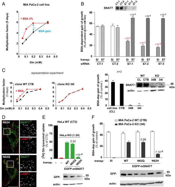 Fig. 4. SNAT7 transport activity is required for extracellular protein-dependent growth of cancer cells in a low free-glutamine environment
