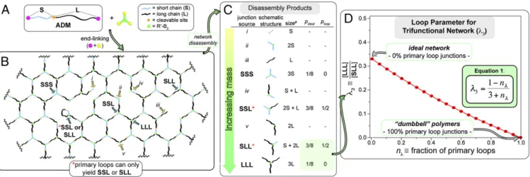 Fig. 1. End-linked networks. (A) Schematic depiction of a general end- end-linked polymer network obtained from coupling a linear, bifunctional monomer (R-A 2 ) and a branched, trifunctional monomer (R ′ -B 3 )