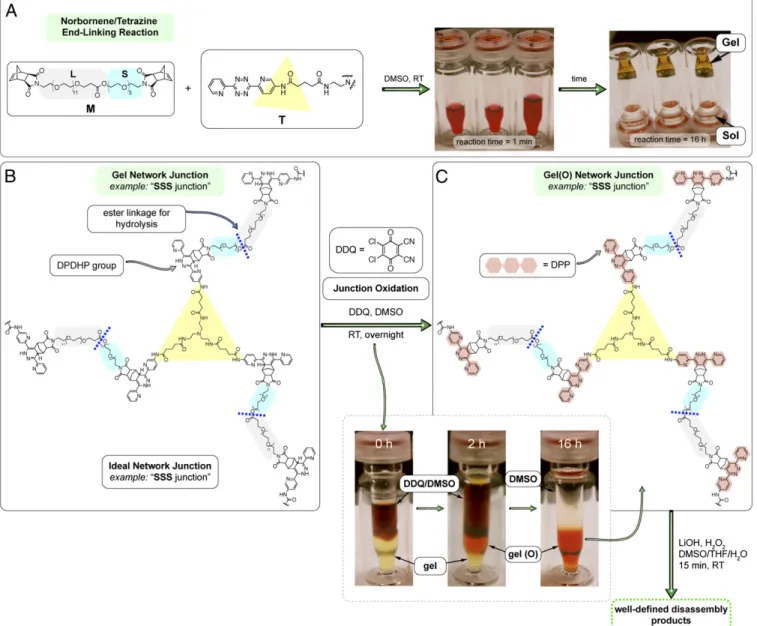 Fig. 3. Synthesis of PEG gel(O). (A) Structures of ADM M and tritetrazine T used in this study