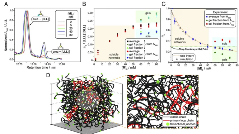 Fig. 5. Experimental and calculated loop fractions. (A) Normalized A 350 network disassembly spectra for hydrolyzed networks at varied initial [M] 0 