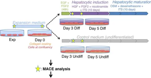 Figure 2. Strategy developed to identify common transcriptional regulators of gene expression changes related to stem cell differentiation and mitochondria