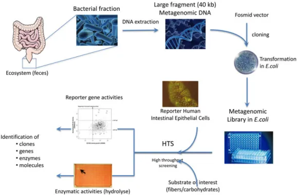 Fig. 1. (Colour online) Schematic overview of the functional metagenomic approach developed to search for bacterial genes able to hydrolyse substrates of interest or to activate cell-signalling pathways in reporter human intestinal epithelial cells
