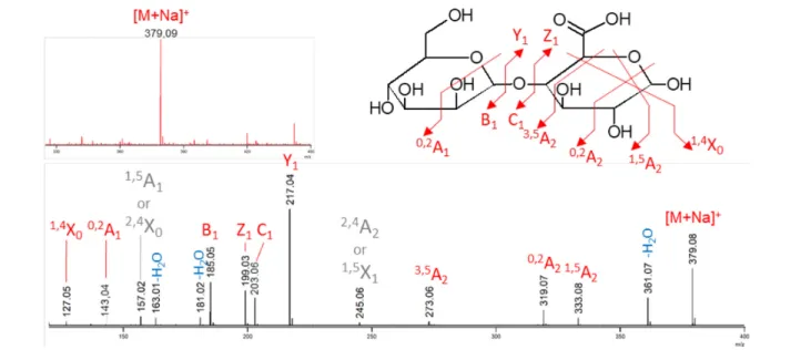 Fig. 4. Mass spectrometry measurements of the U1 reverse phosphorolysis reactional mixture (substrates: 10 mM αMan1P and 10 mM  glucuronic acid) in positive ionization mode