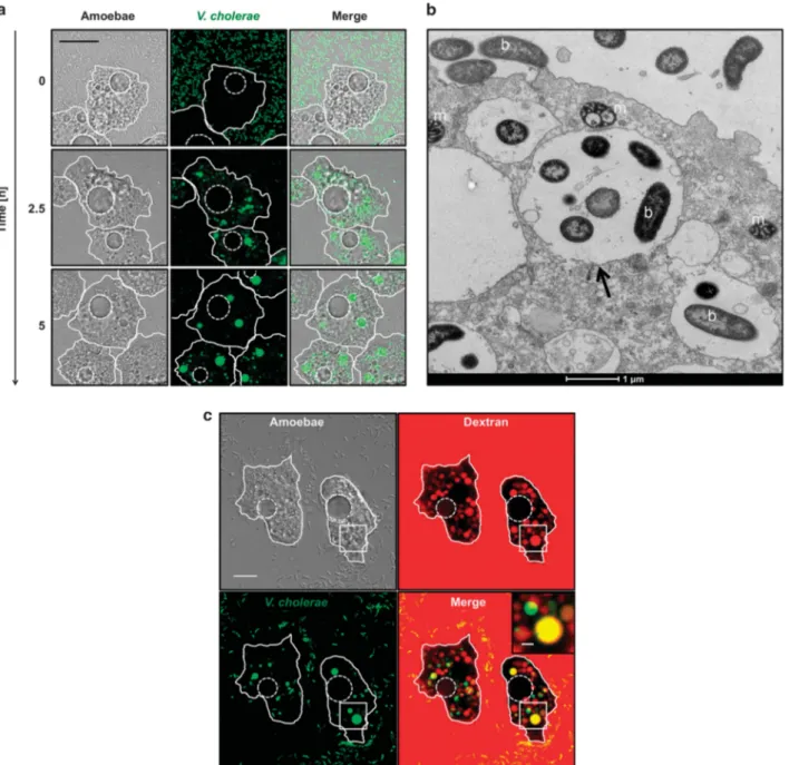 Figure 1 Uptake of V. cholerae by A. castellanii. (a) Time-lapse confocal microscopy imaging experiment to monitor the interaction of A.