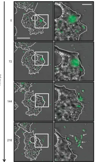 Figure 2 Release of V. cholerae from digestive vacuoles. Time- Time-lapse confocal microscopy image series showing the release of V
