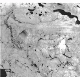 Figure 1 - Derma t oid Figure 2 - ｾ ｴ ｩ ｰｰ ｬ ｯ ｩ ､