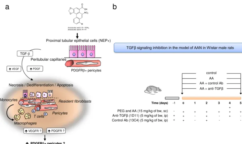 Fig 2. Schema showing the proposed hypothesis of tubular and vascular injury and perivascular cells involvement in the pathogenesis of aristolochic acid (AA)-related kidney fibrosis
