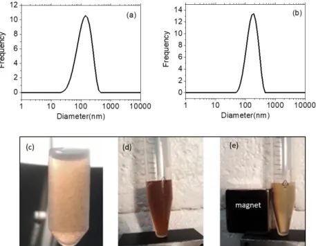 Figure 4. Size and stability of the colloids. Size distribution of fuco-0.50 (a) and CMD-0.50 (b) in water
